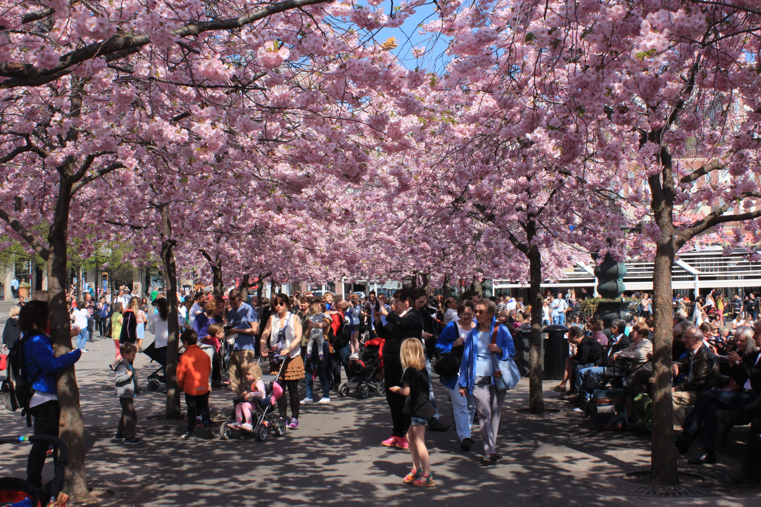 Cherry blossoms in Stockholm